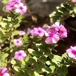 Yolanda Del Mar