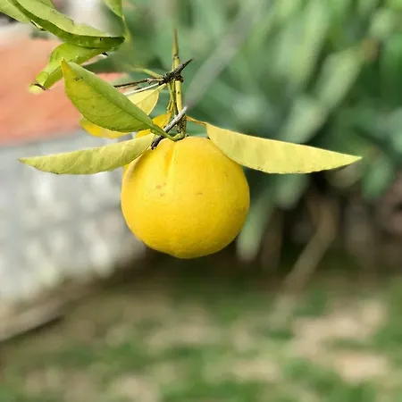 Yolanda Del Mar *